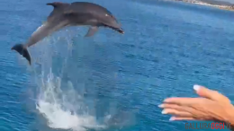 delfini golfo aranci oltremare experience